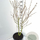 Syringa v. 'Michel Buchner' 100-125 cm 20L