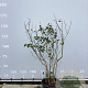 Syringa v. 'Sensation' 150-175 cm 35L
