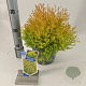 Thuja occ. 'Rheingold' 20-25 cm 3,0L