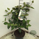 Viburnum carlesii 'Juddii' 40-50 cm 5,0L