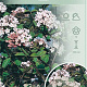Viburnum carlesii 'Juddii' 40-50 cm 5,0L