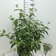 Viburnum plic. Kilimandjaro 50-60 cm 7,5L