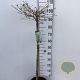 Viburnum plic. 'Watanabe' 90 cm stam 7,5L