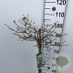 Viburnum plic. 'Watanabe' 90 cm stam 7,5L