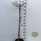 Viburnum plic. 'Watanabe' 90 cm stam 7,5L