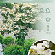 Viburnum plic. 'Watanabe' 90 cm stam 7,5L