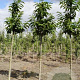 Castanea sativa 14-16 HO draadkluit