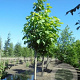 Catalpa bignonioides 150-175 cm draadkluit meerstammig