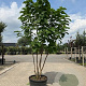Catalpa bignonioides 350-400 cm cont. 130L meerstammig