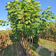 Catalpa bignonioides 400-450 cm draadkluit meerstammig