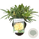 Rhododendron 'Tortoiseshell Yellow' 30-40 cm 5,0L struik