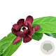 Calycanthus r. 'Aphrodite' 125-150 cm 30L extra