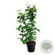 Calycanthus r. 'Aphrodite' 125-150 cm 30L extra
