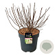 Hydrangea pan. Little Lime 50-60 cm 15L
