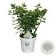 Hydrangea pan. Little Lime 50-60 cm 15L