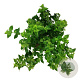 Hydrangea pan. Little Lime 50-60 cm 15L