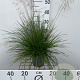 Deschampsia cesp. 'Palava' 30-40 cm 2,5L