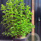 Hydrangea pan. 'Limelight' A kwaliteit 15L