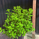 Hydrangea pan. Little Lime A kwaliteit 15L
