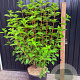 Hydrangea pan. 'Polar Bear' A kwaliteit 15L