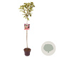 Hydrangea pan. Pinky Winky 80 cm stam 5,0L