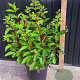 Hydrangea pan. Pinky Winky A kwaliteit 15L