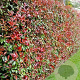 Photinia fraseri 'Red Robin' 150-175 cm met kluit