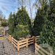 Prunus l. 'Angustifolia' 175-200 cm met kluit