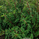 Prunus l. 'Angustifolia' 80-100 cm met kluit struik