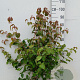 Cornus kousa chinensis 80-100 cm 10L