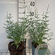 Perovskia 'Blue Spire' GM 2,0L