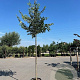Celtis australis 300-350 cm draadkluit meerstammig