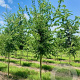 Celtis occidentalis 16-18 cm draadkluit