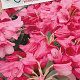 Rhododendron 'Winsome' 30-40 cm 5,0L struik