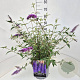 Buddleja d. 'Empire Blue' 50-60 cm 20L