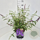 Buddleja d. 'Ile de France' 50-60 cm 20L
