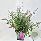 Buddleja d. 'Pink Delight' 50-60 cm 20L