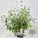 Buddleja d. 'White Profusion' 50-60 cm 20L