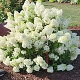 Hydrangea pan. 'Bobo'® 30-40 cm 5,0L struik