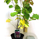 Cercis canadensis 350-400 cm draadkluit meerstammig