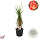 Chaenomeles japonica 40-60 cm 2,0L met stok