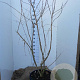 Heptacodium miconioides 150-175 cm 45L solitair