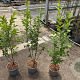 Ligustrum ovalifolium 40-60 cm 3,0L