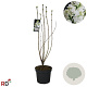 Syringa v. 'Mme Lemoine' 100-125 cm 7,5L