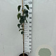 Syringa v. 'Mme Lemoine' 80-100 cm 5,0L
