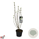 Syringa v. 'Mme Lemoine' 80-100 cm 5,0L