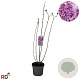 Syringa v. 'Sensation' 100-125 cm 7,5L
