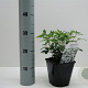 Choisya ternata 20-30 cm 2,0L