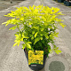 Choisya ternata 'Brica' 30-40 cm 5,0L