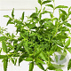 Cistus hybridus 25-30 cm 2,5L
